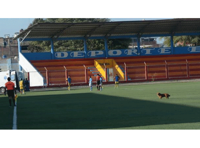 Un perro se metió al gramado del estadio Sesquicentenario