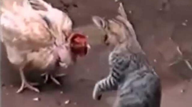 Gallina y gato se enfrentan en una épica batalla con un inesperado final