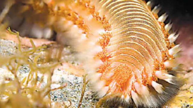 Hasta ahora se han contabilizado más de 16,700 especies de anélidos que incluyen a los gusanos marinos poliquetos