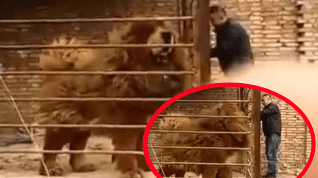Enorme perro se vuelve viral en Facebook 