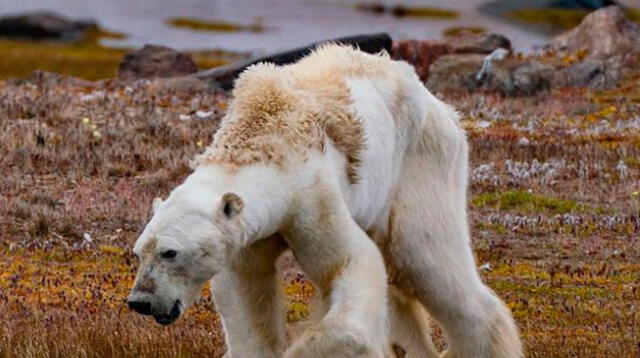 Oso polar muere de hambre debido a los efectos del calentamiento global
