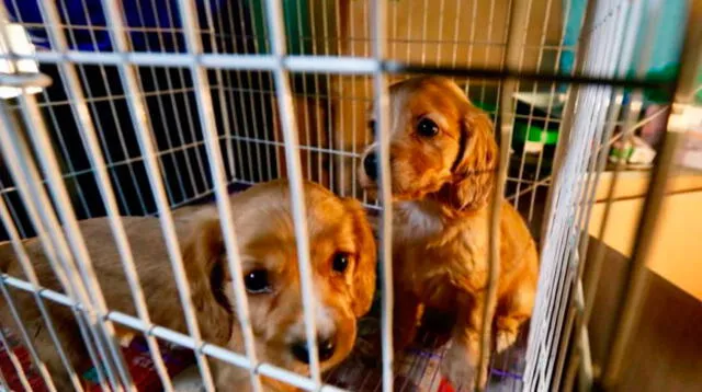 Rescatan cachorros en el Cercado de Lima 