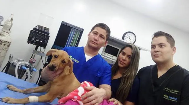 Un grupo de médicos operaron con éxito a una cachorra en Colombia.   