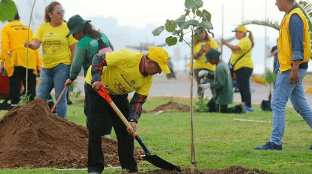 Siembran mil árboles en la Costa Verde por llegada del Papa Francisco 