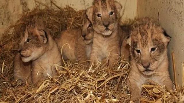 Ahora solo quedan dos leones cachorro en el zoológico 