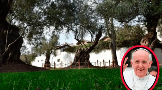 El Papa Francisco recibirá rama de olivo plantado por San Martín de Porres hace 380 años