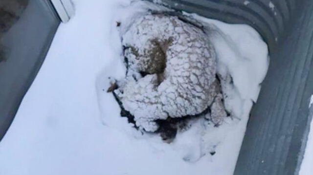 Perrito enfermo estuvo a punto de morir congelado