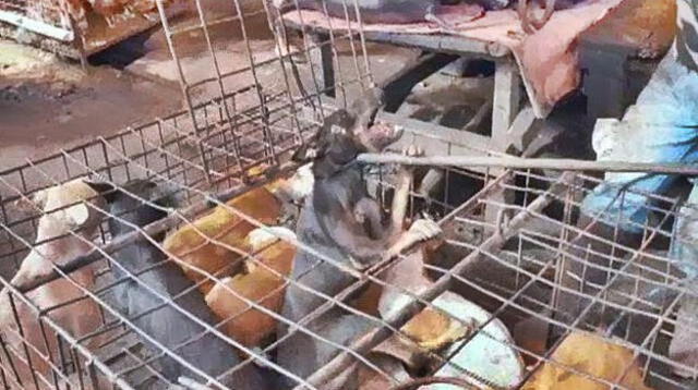 Denuncian masacre y quema de perros en Indonesia 