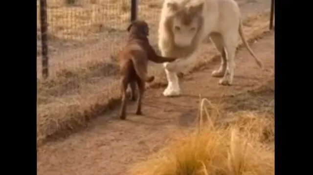 León le besa la pata a un perro en signo de nobleza