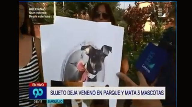 Tres mascotas murieron envenenadas en Surquillo