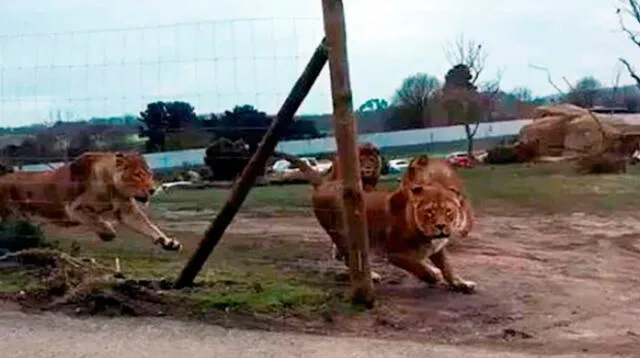 Manada de leones ataca a un auto con dos niños a bordo