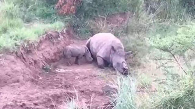 Rinoceronte bebé intenta despertar a su madre asesinada por cazadores 