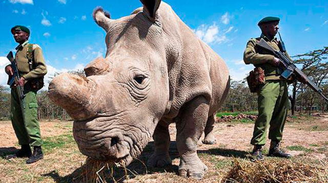 Empeora la salud del último rinoceronte blanco en el mundo 