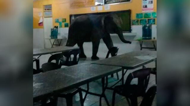 Elefante invade colegio en Malasia y desaloja a todos los alumnos