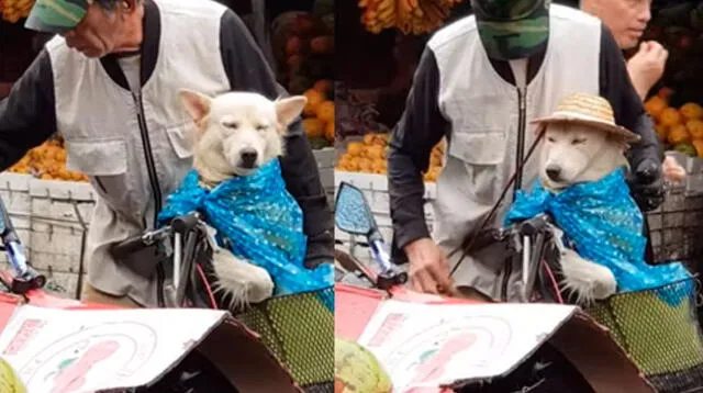 Abuelito que protege a su perrito de la lluvia enternece las redes sociales 