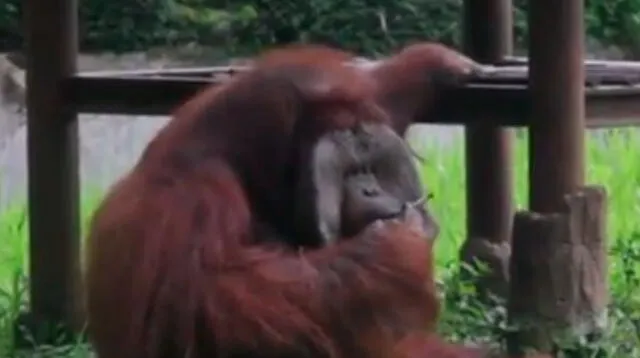 Polémica en Indonesia por video que muestra a un orangután fumando en un zoológico