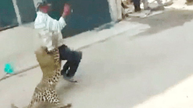 Leopardo salvaje ataca a pobladores en una ciudad en la India