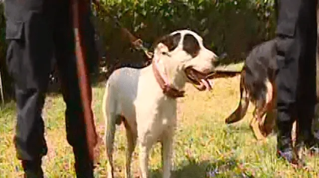El perro "Pirata" tiene como nuevos amigos a los canes del presidente PPK 