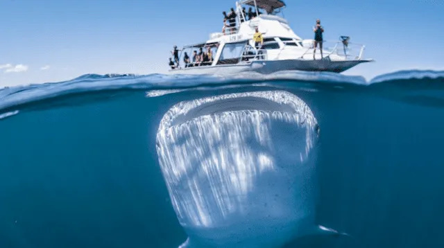 Imagen de un tiburón ballena sorprende a los usuarios de las redes sociales