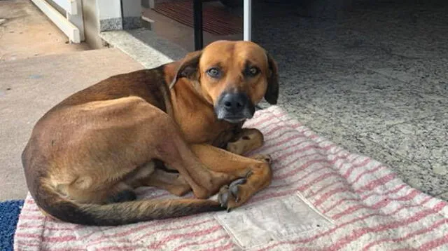 Trabajadora de hospital le pone fin a la agonía de un perro que esperó a su dueño durante 4 meses