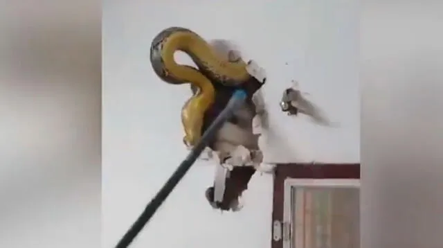 Hombre halla una enorme serpiente en la pared de su casa 