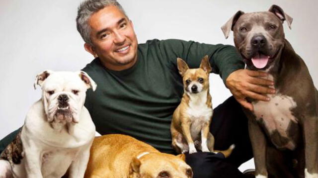 Los perros de César Millán evitan que ladrón saquee su casa 