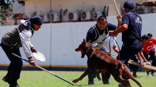 Perros combaten delincuencia en las calles