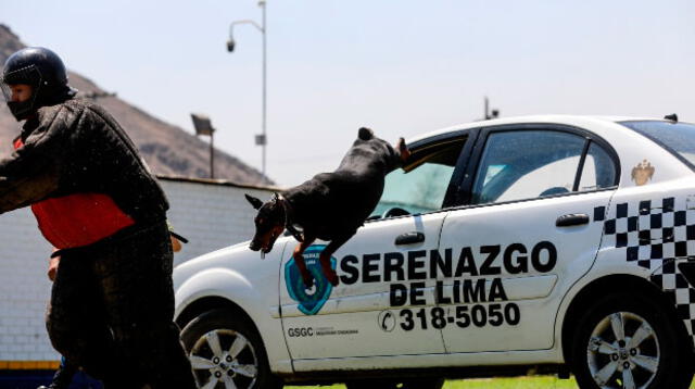 Perros entrenados combaten delincuencia