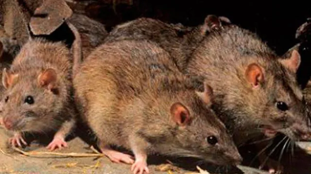 Ratas causan terror a amigos