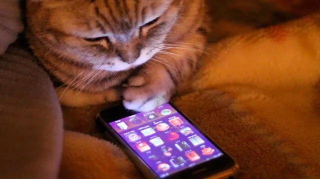 Atrapan a gatos entrenados para llevar celulares a cárcel 