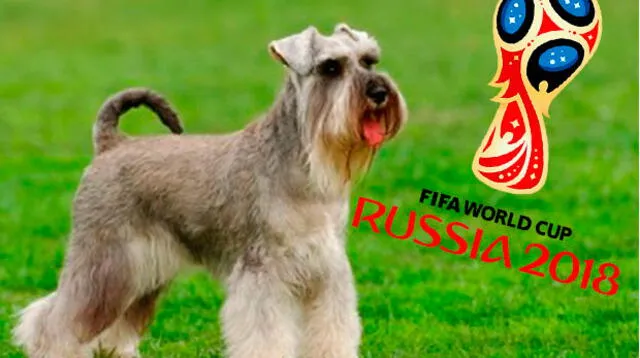 Paquete a Rusia 2018 a quien encuentre a perro de raza Schnauzer 