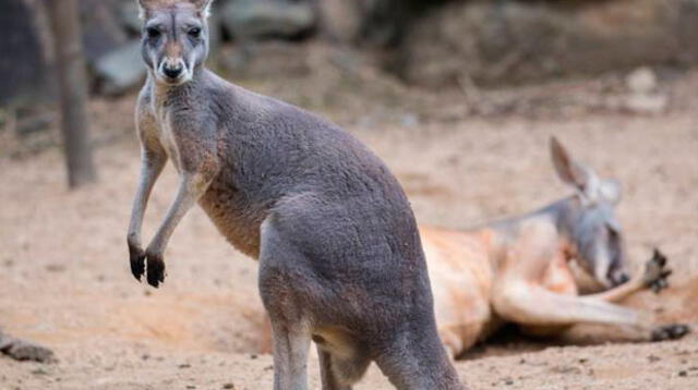 Un canguro murió tras ser apedreado por asistentes a un zoo en China 