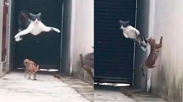 Gato realiza el 'ultra instinto' para evitar ser atrapado