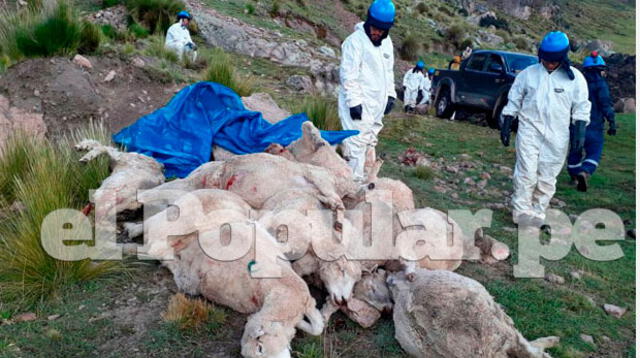Cerca de 300 ovejas se ahogaron en laguna en Junín