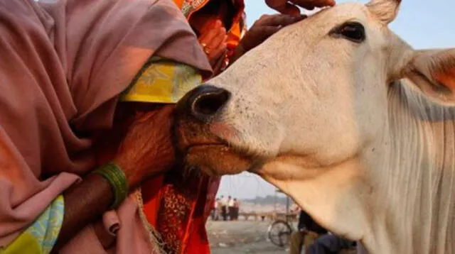 Hombre fue asesinado a golpes por matar a una vaca en India