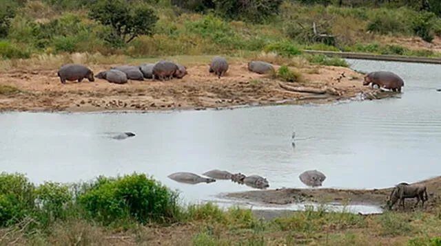 Hipopótamos salvan a ñu de cocodrilos 