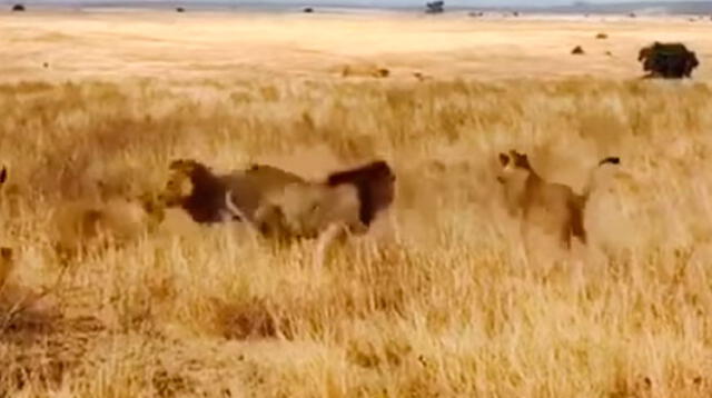 Capturan la feroz pelea entre leones por su territorio