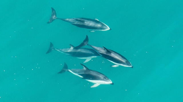 Piden proteger delfines y marsopas de peligro de extinción
