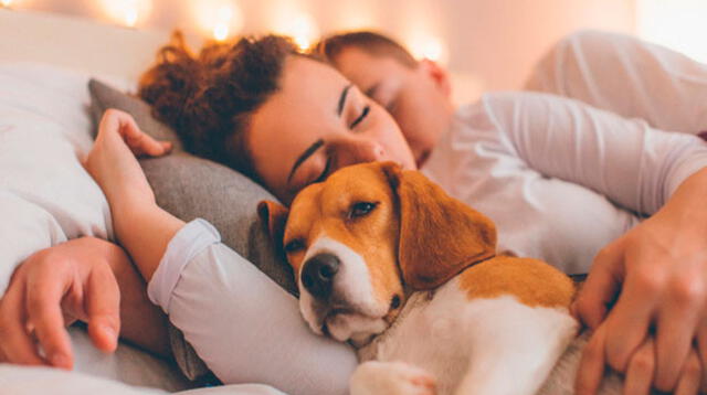 Compartir el espacio con tu perro libera oxitocina provoca un estado de calma y seguridad