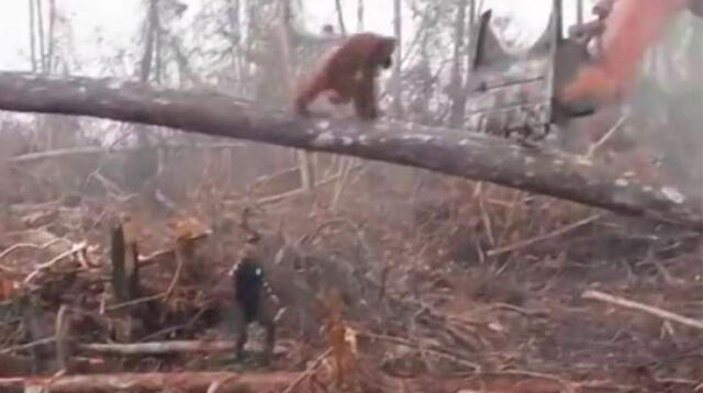 Orangután enfrenta máquina excavadora para que no derrumbe más árboles 