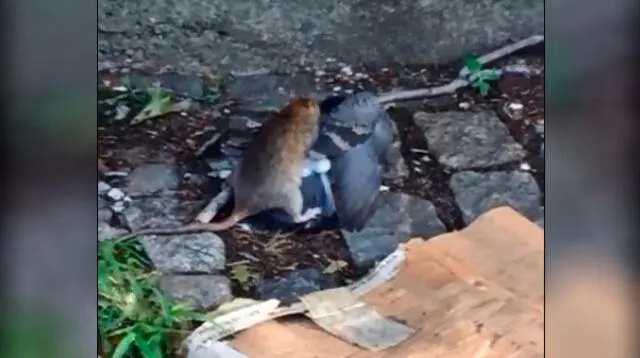 Paloma lucha por su vida tras ser cazada por una rata