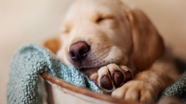 Durante el invierno, los perros pasan mucho más tiempo durmiendo