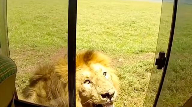 La increíble reacción de un león salvaje tras ser acariciado