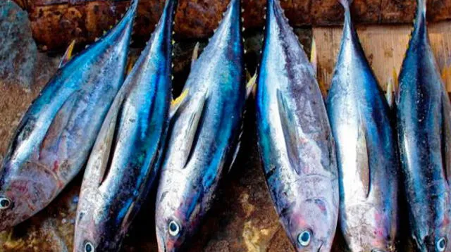 El ejercicio físico intenso genera inflamación, el cual puede ser contrarrestado consumiendo pescado azul rico en omega 3