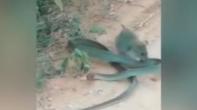 Rata gana en pelea a muerte a serpiente