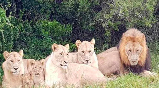 Manada de leones devoró a cazadores de rinocerontes 