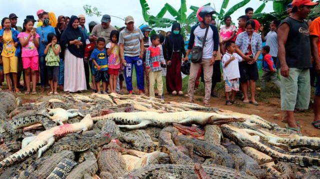 Mataron a 230 cocodrilos en Indonesia por venganza