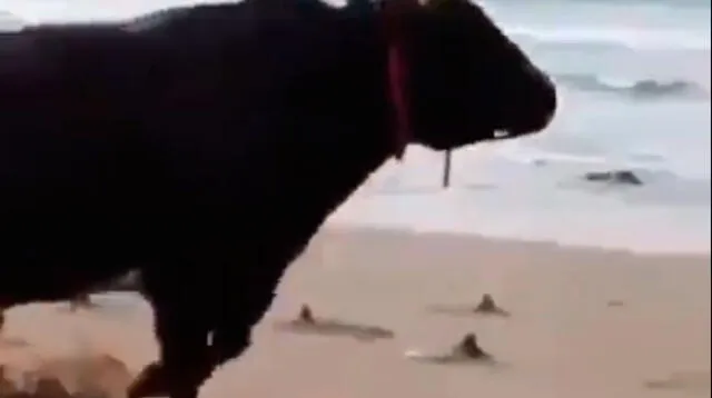 Toro fue liberado en la playa y su reacción te sorprenderá [VIDEO]