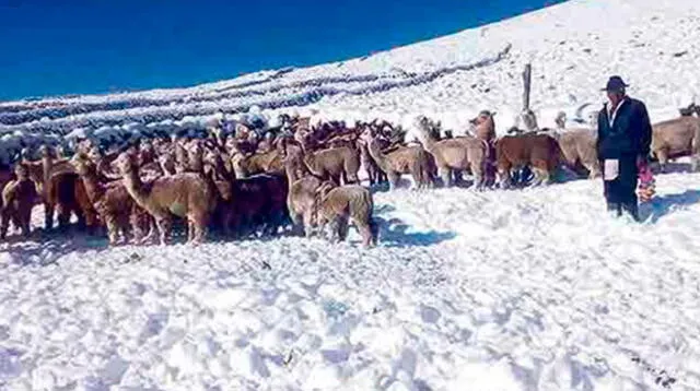 Miles de alpacas mueren por las intensas nevadas