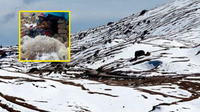 Mueren alpacas a causa de heladas en sur del país | Foto: Andina